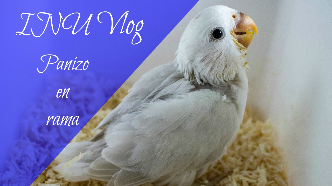 INU Vlog 17 - Panizo en rama (Agapornis roseicollis)