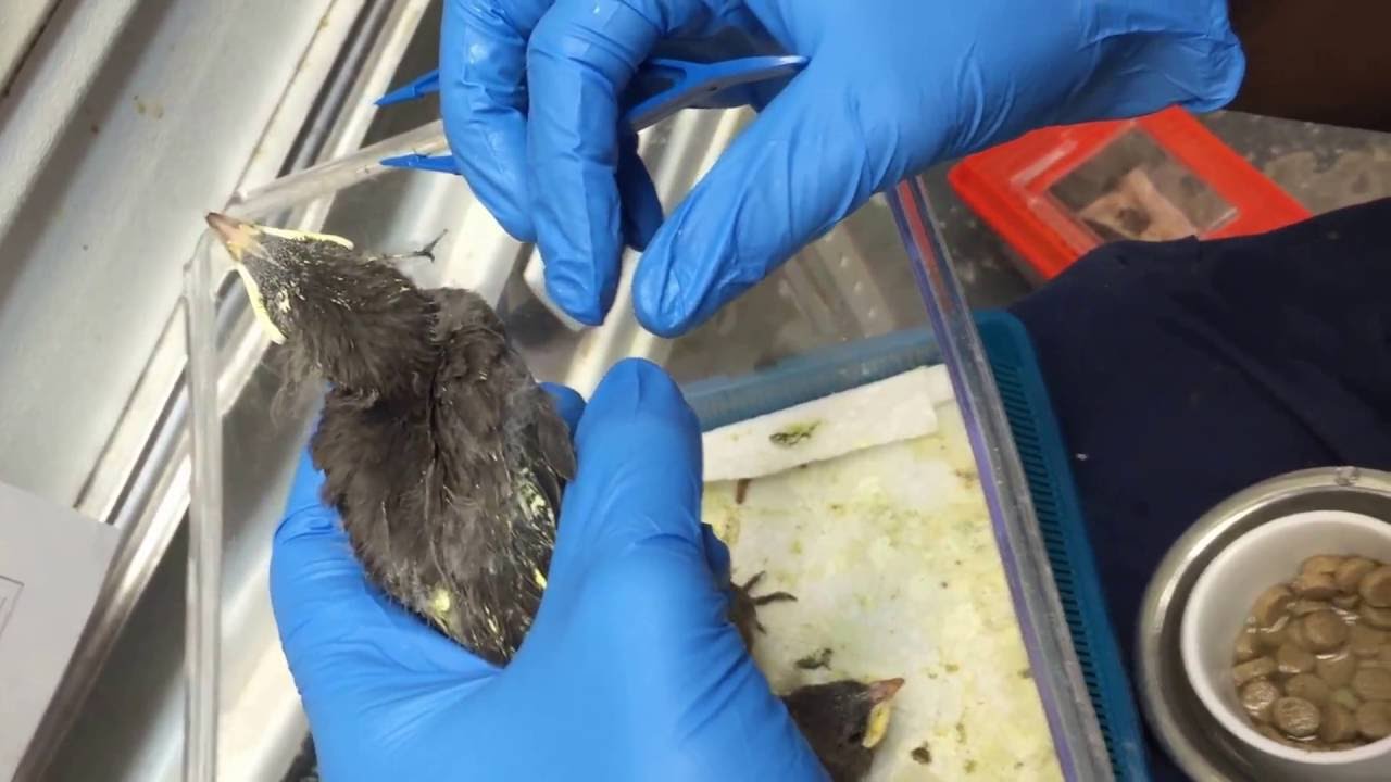 Feeding Fledgling Starlings