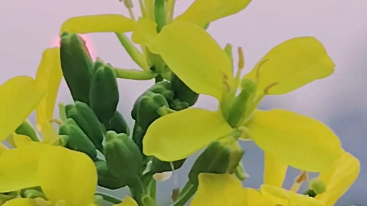 মা-বাবার চোখের সামনে ১৮ বছরের ছেলে নামাজ পড়ে না। Anisur Rahman Ashrafi! আনিসুর রহমান আশরাফি।