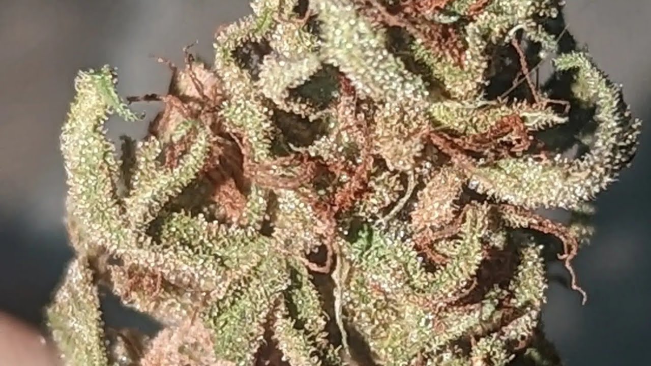 Unknown Kush Strains- taste testing this years harvest
