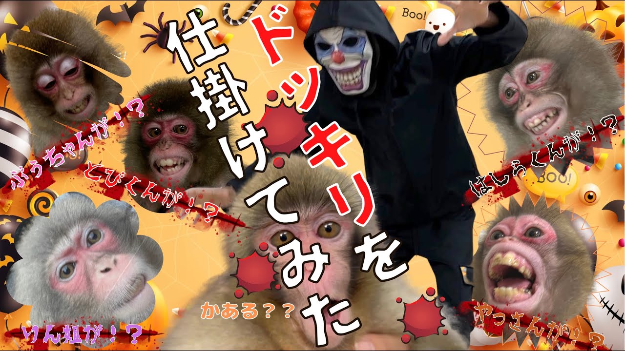 （愛）ハロウィン企画　お猿さんたちにドッキリ！！を仕掛けてみた　その意外な反応は！？