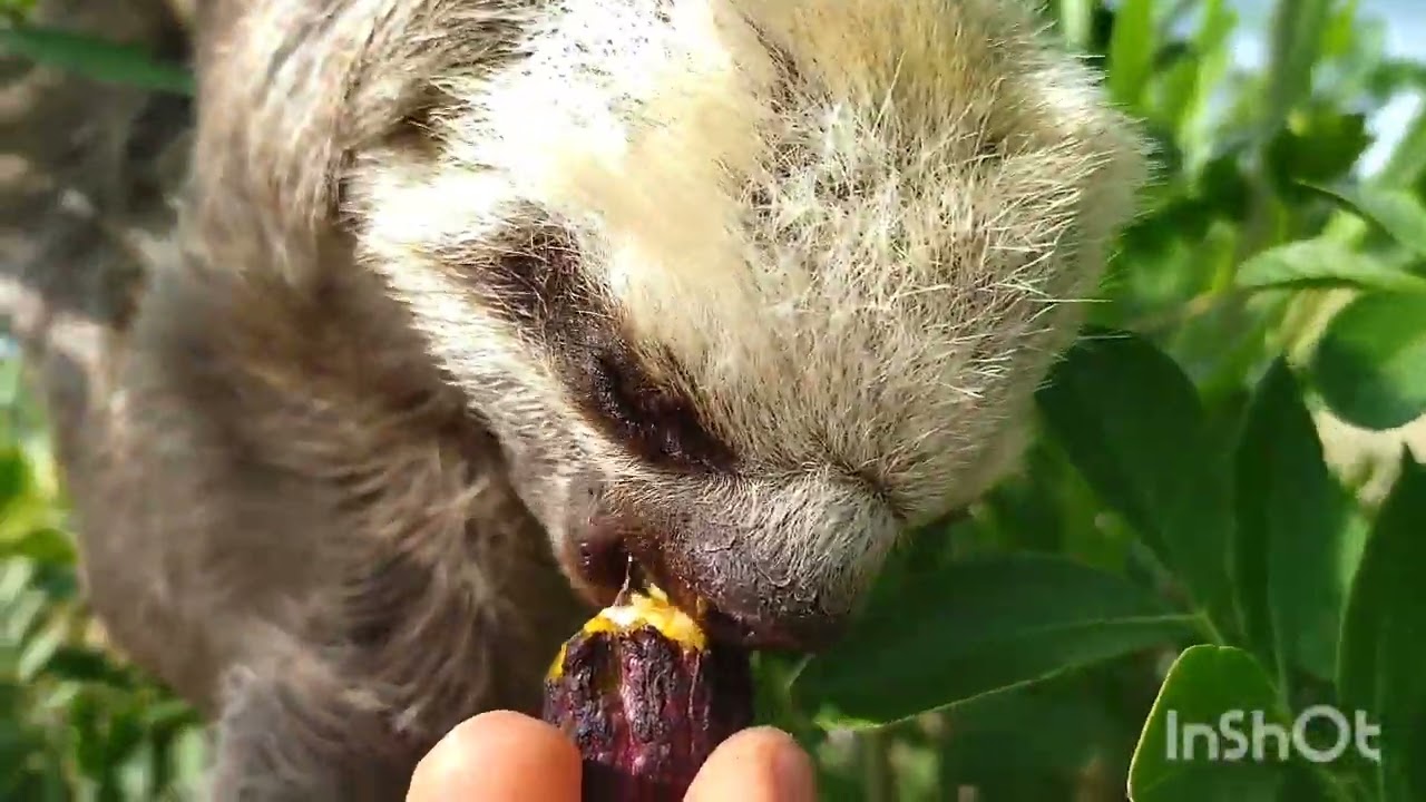 Freddy (female) our sloth. The sloth says hello every day. Our sloth eats a cocoa pod.