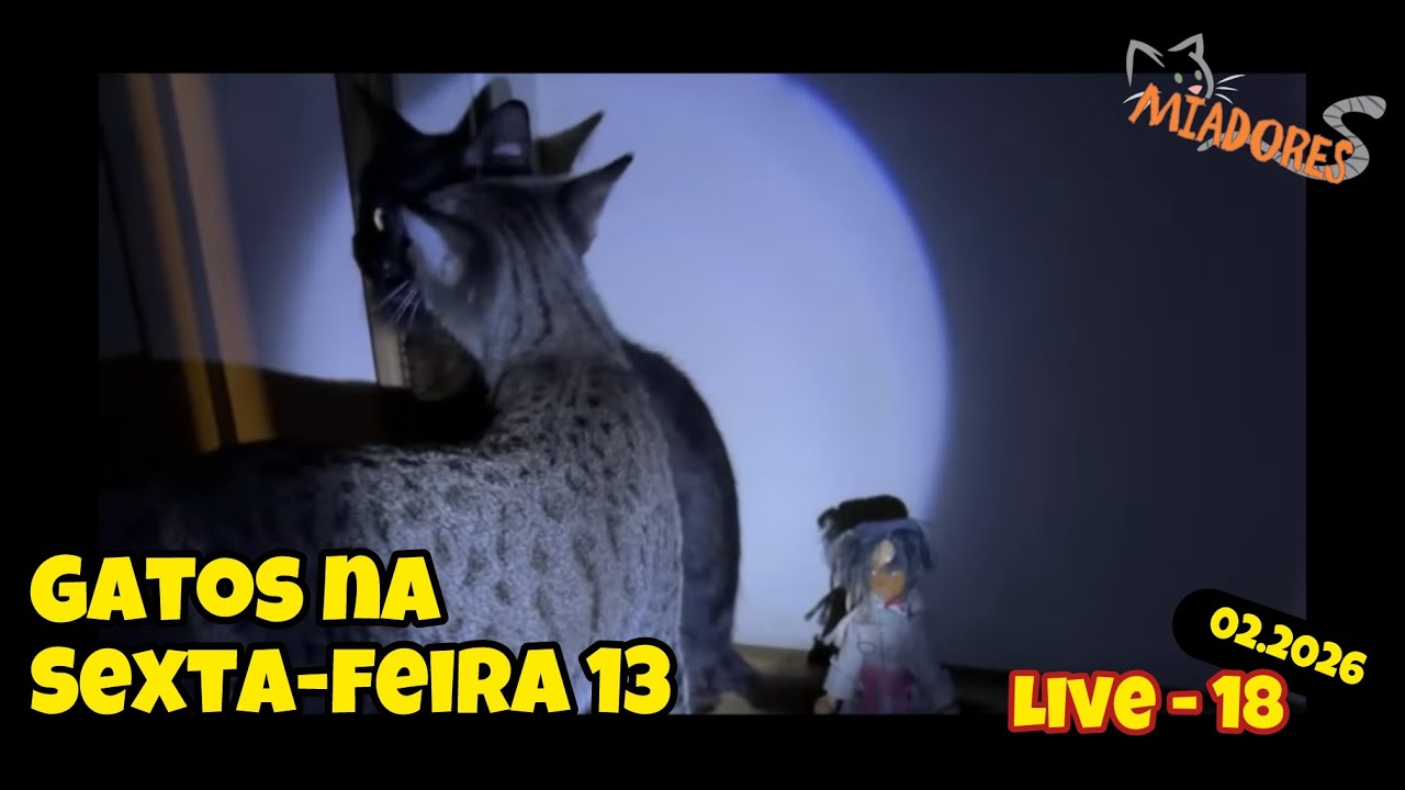18 - Sexta feira 13 com os gatos