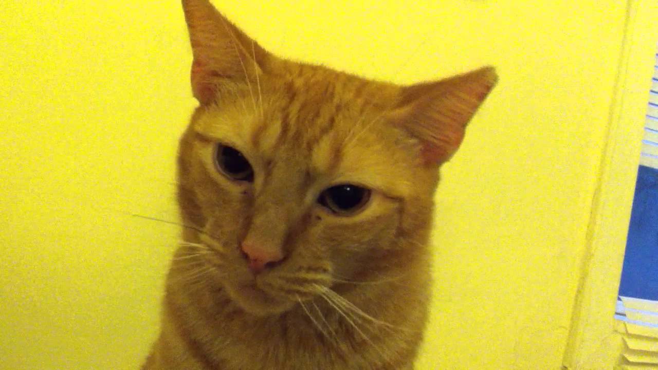 Hissy's Tiny Meow