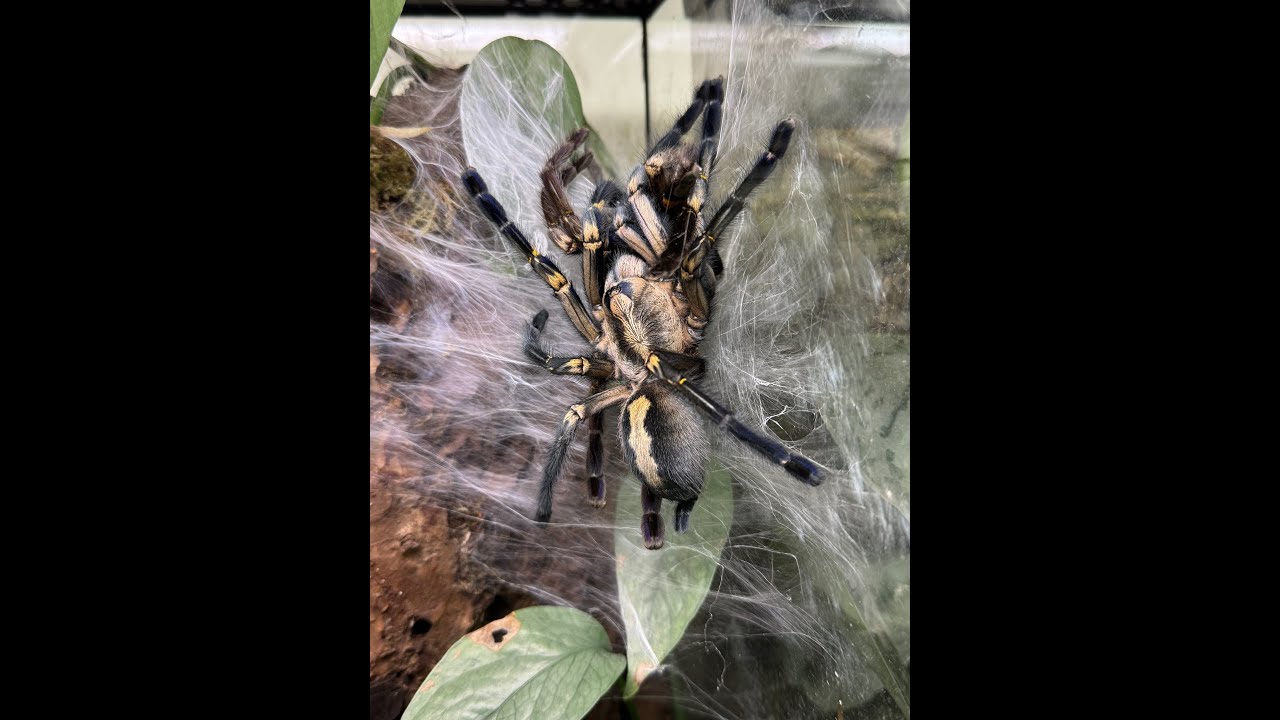 Poecilotheria metallica, Gooty Ornamental pairing