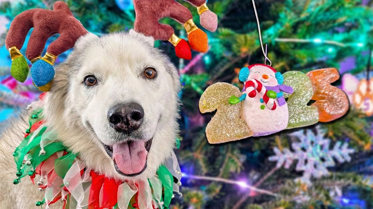 The Dogs Picked The Perfect Christmas Tree!