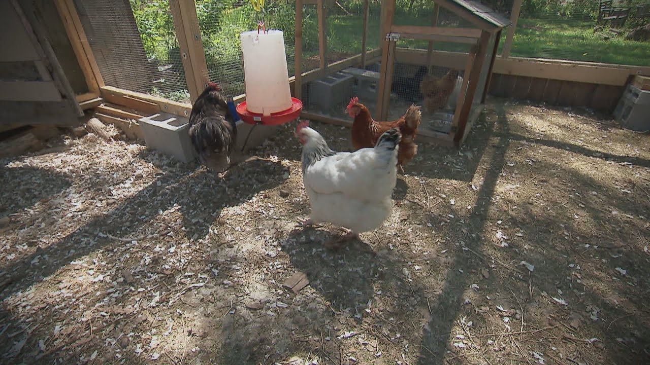 La semaine verte | Poules urbaines : les risques et les défis