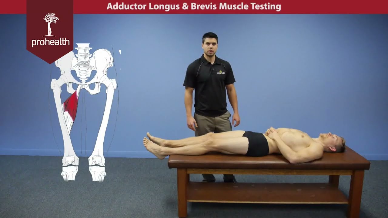 Adductor Longus & Brevis Muscle Test Palp Dr Vizniak Muscle Manual