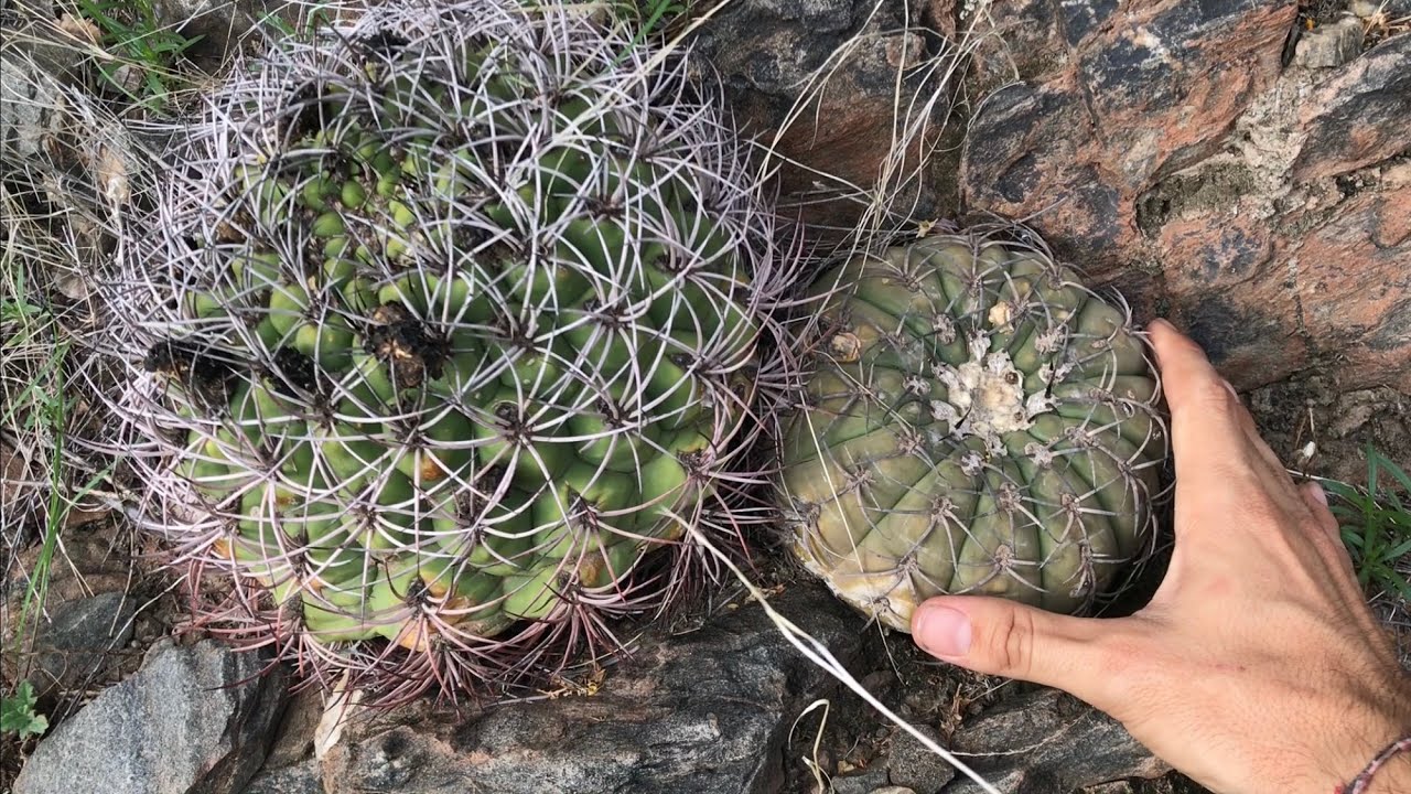 Cactus en hábitat CAFAYATE | Gymnocalycium spegazzinii, Gymnocalycium saglionis y Parodia horrida
