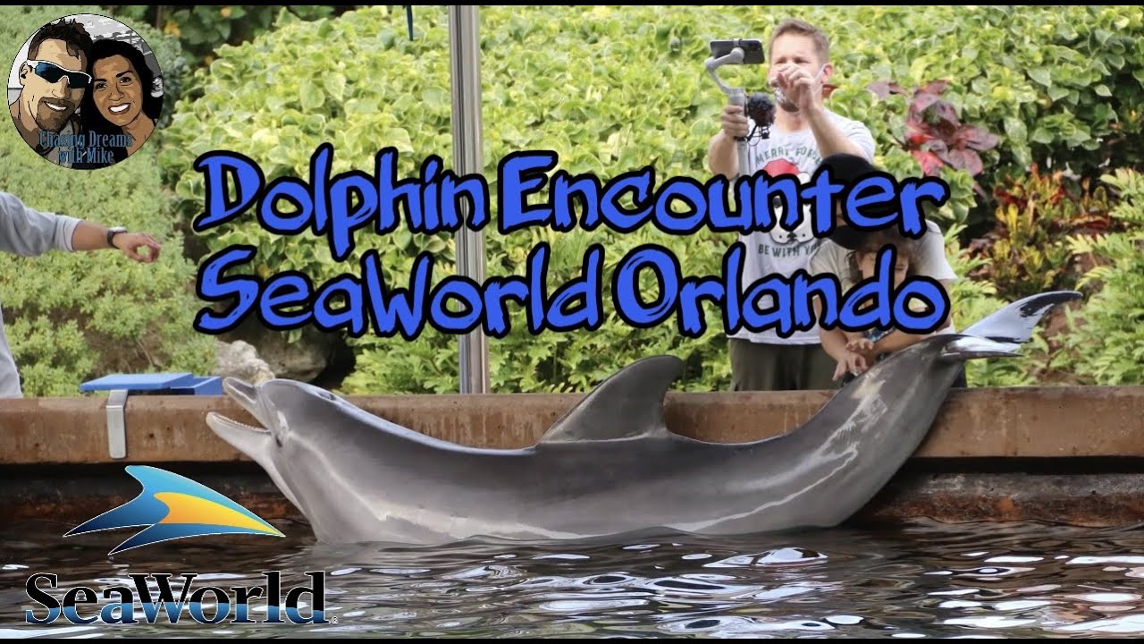 Dolphin Encounter at SeaWorld Orlando - An Amazing Experience