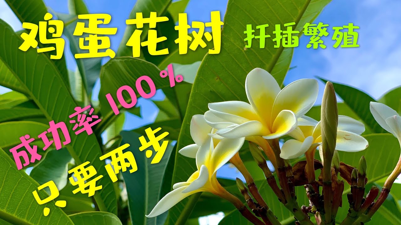 鸡蛋花树的前世今生 - 扦插繁殖 一盆变多盆100%成功  泡水水培扦插和土壤扦插 Frangipani Propagation 雞蛋花樹繁殖方法 77