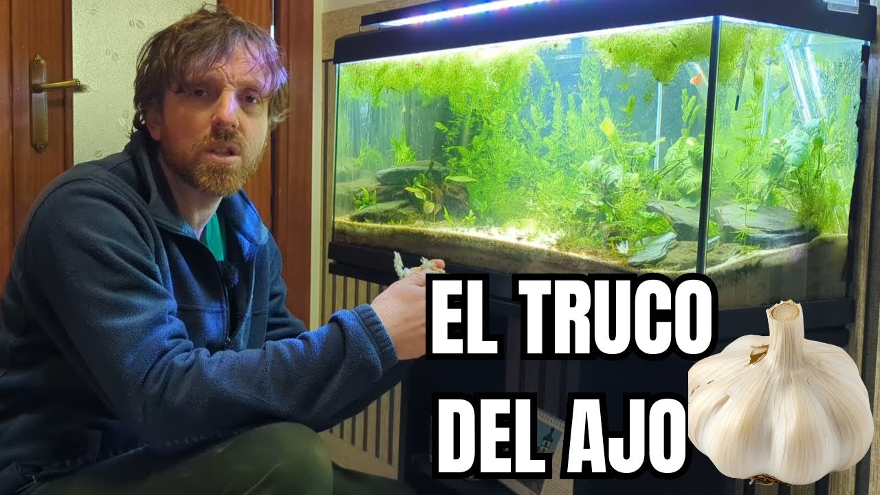 ¿Por qué meto ajos en el acuario de gambas?
