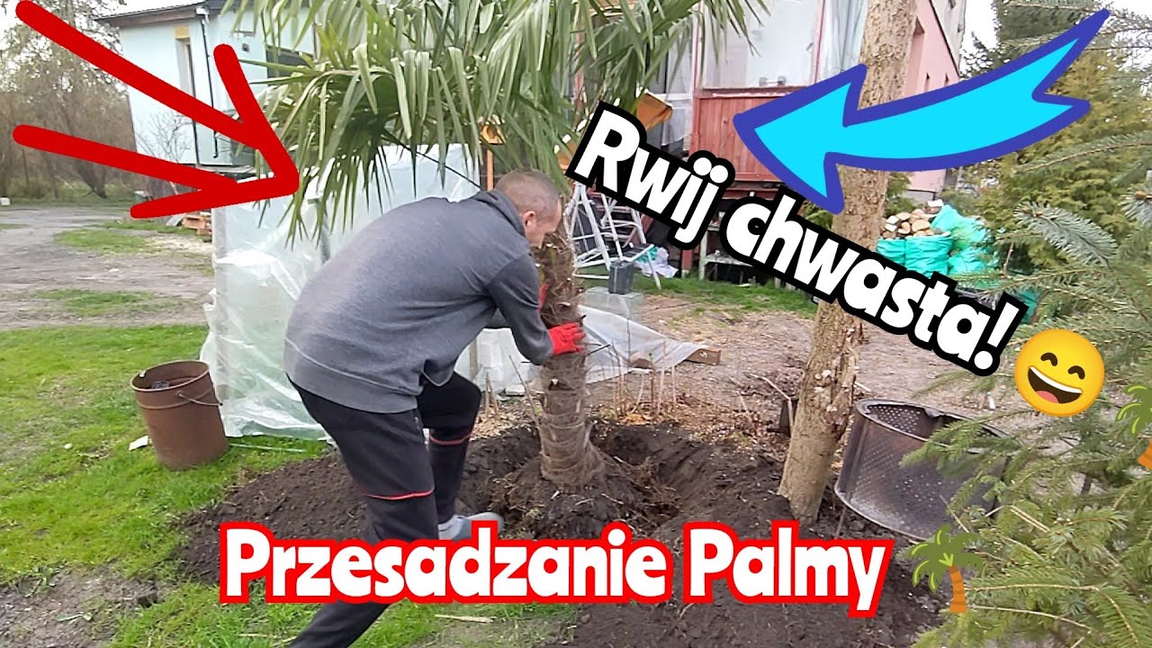 Przesadzanie ponad 14sto letniej palmy trachycarpus! 🌴. Misja w ogrodzie przydomowym. ✅🌱