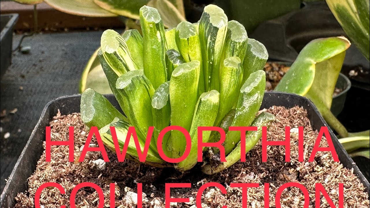HAWORTHIA COLLECTION | TRUMCATA | COOPERI VARIEGATED | MUTICA F. VARIEGATED | BAYERI | SEN DA