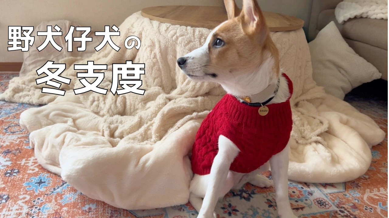 【野犬保護犬】バツイチ40代が愛犬のために部屋の模様替えをしました/大豆さんの冬支度
