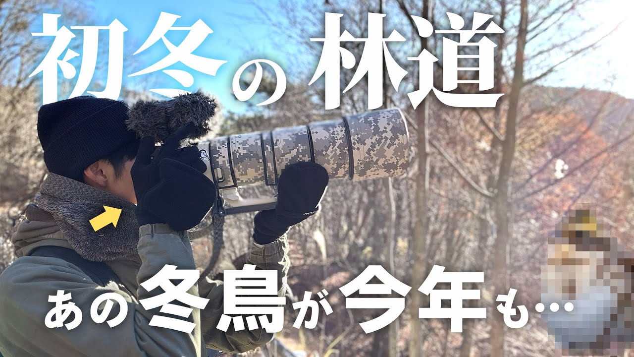 初冬の林道で大人気の野鳥が...！【冬の必需品も紹介】