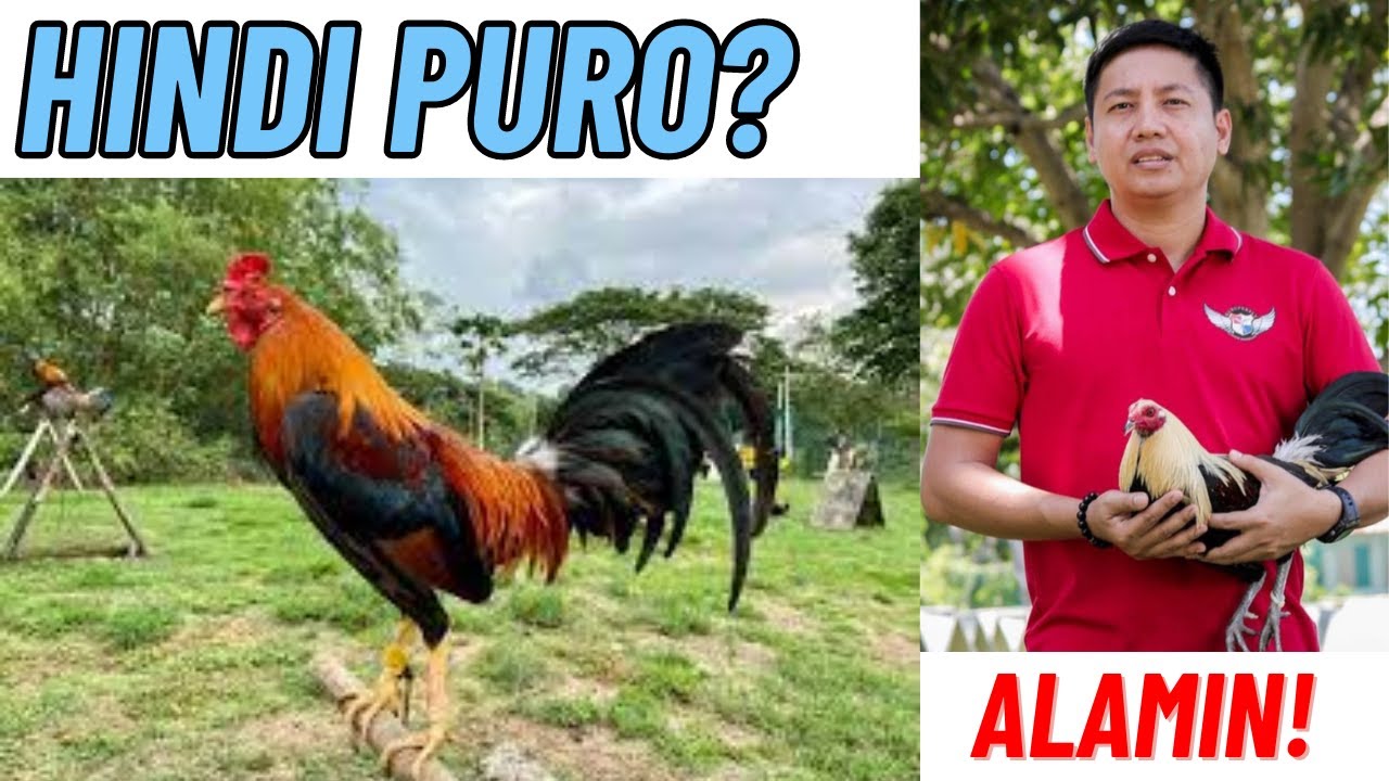Duda Ka Bang Hindi Puro Ang Nabili Mong Trio?? ALAMIN!!