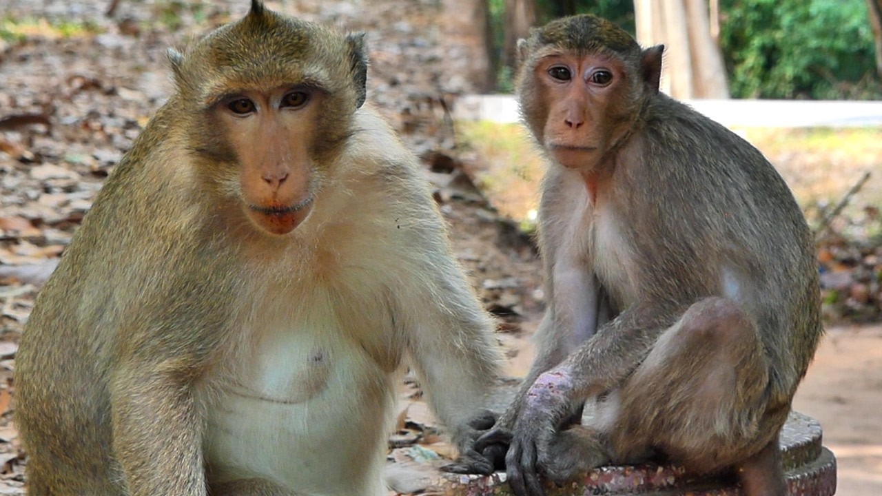 Update the Male Monkey: Names of Members in Amber&rsquo;s Troop | Peace Animals