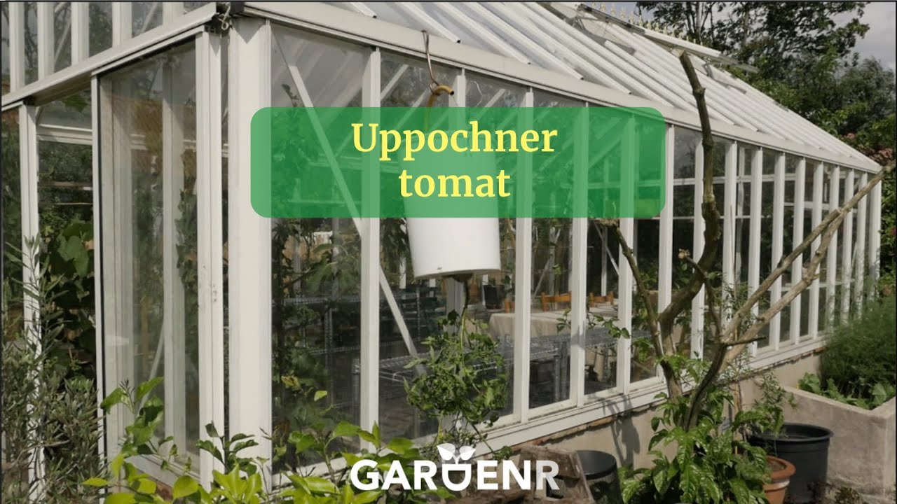 Uppochner tomat - Trädgårdshacks med GardenR