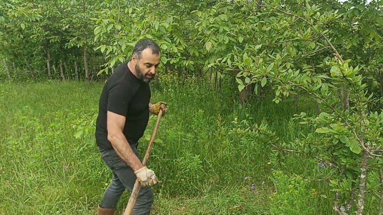 Tıbbi aromatik nane bitkinin hasadı ve nane in faydaları