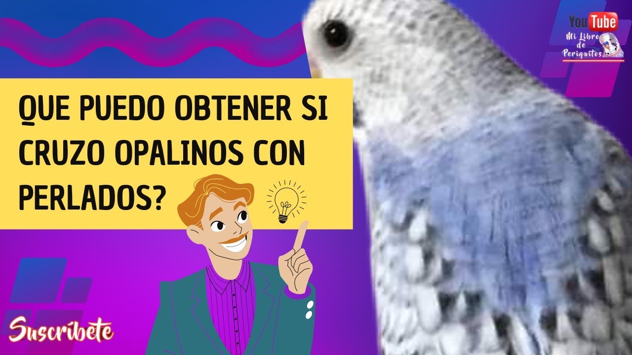 Cruces de Periquitos Opalinos 🌟 con Perlados SF