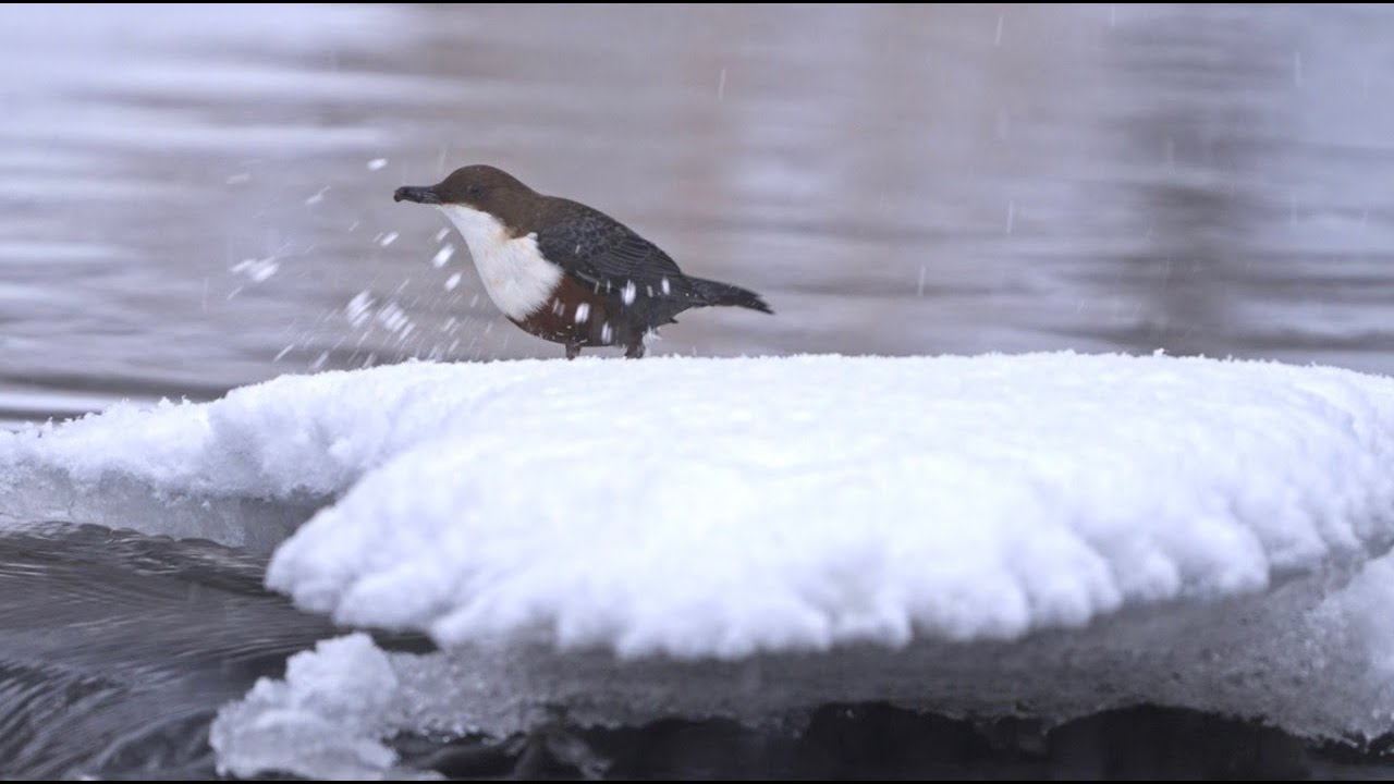 Skorec je borec! #wildlife