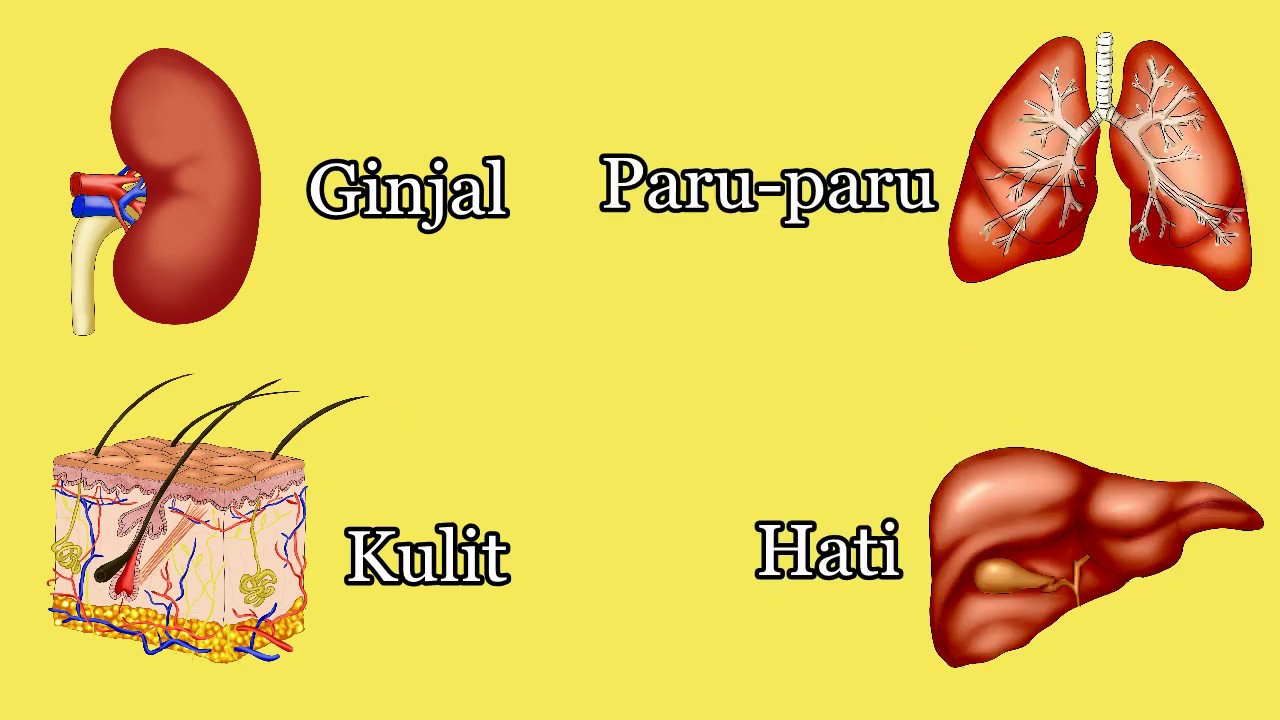 Sistem Ekskresi Pada Manusia (Animasi)