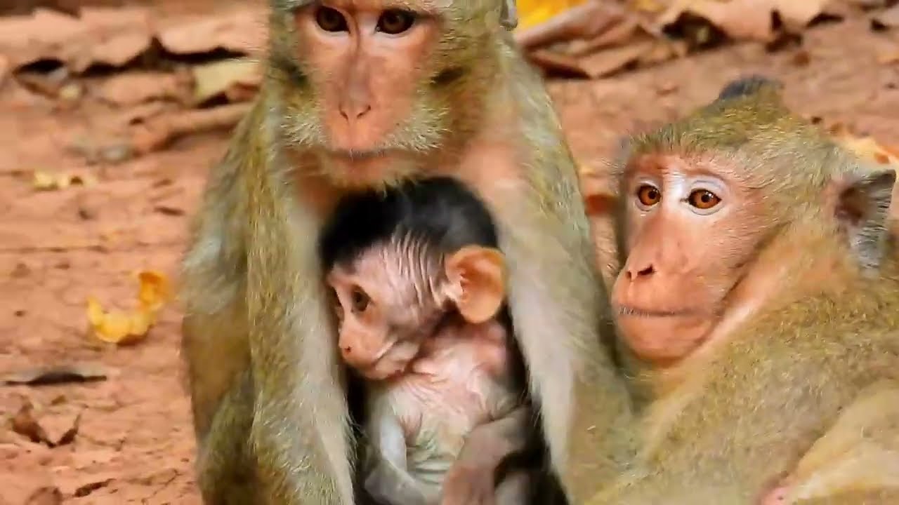 Monkey Grab In Cambodia Good All Monkeys In Khmer Full 03
