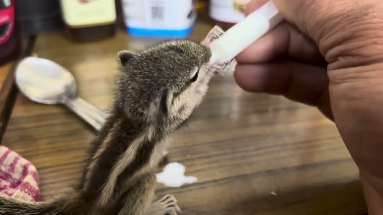 3rd Day Baby 🐿️ Squirrel Drinking Milk Suggest me What She Eat and Drink🤔Very Cute Moments For Me 🐿️