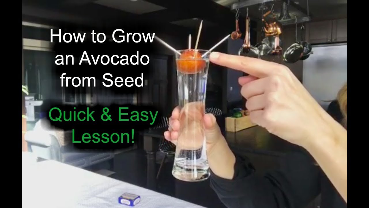 How to Grow an Avocado from Seed