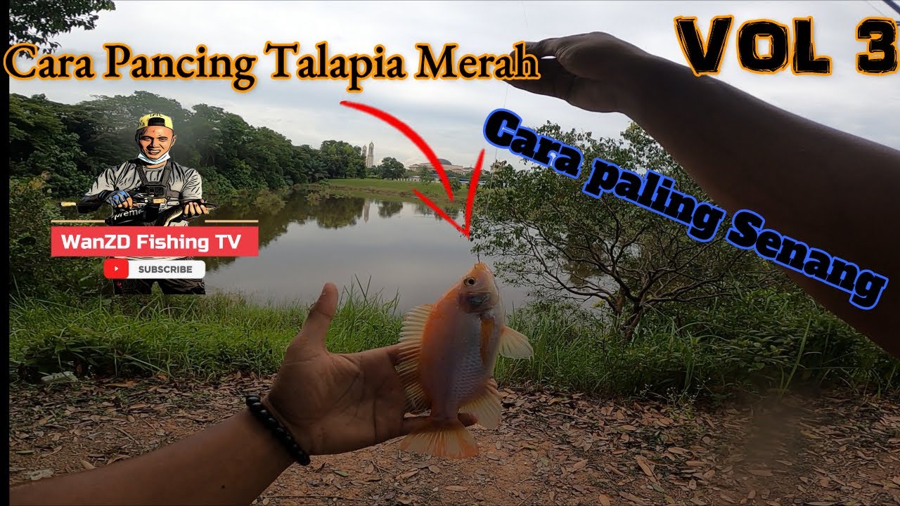 Cara Pancing Ikan Talapia/Tilapia Merah丨Cara Paling Senang丨How To Catch Red Tilapia