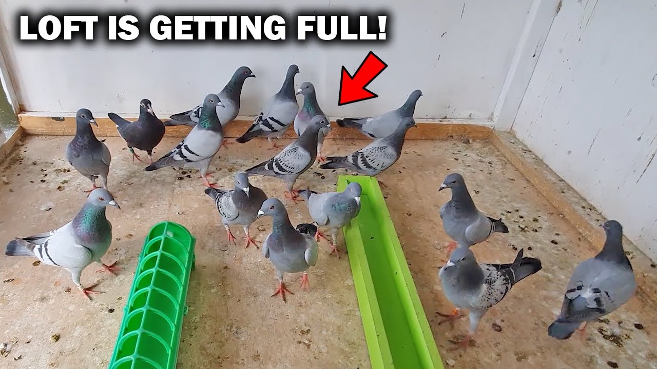 Pigeons Flying SUPER FAST!