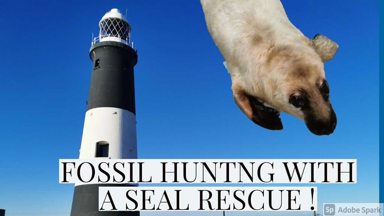 Fossil hunting and seal pup rescue !