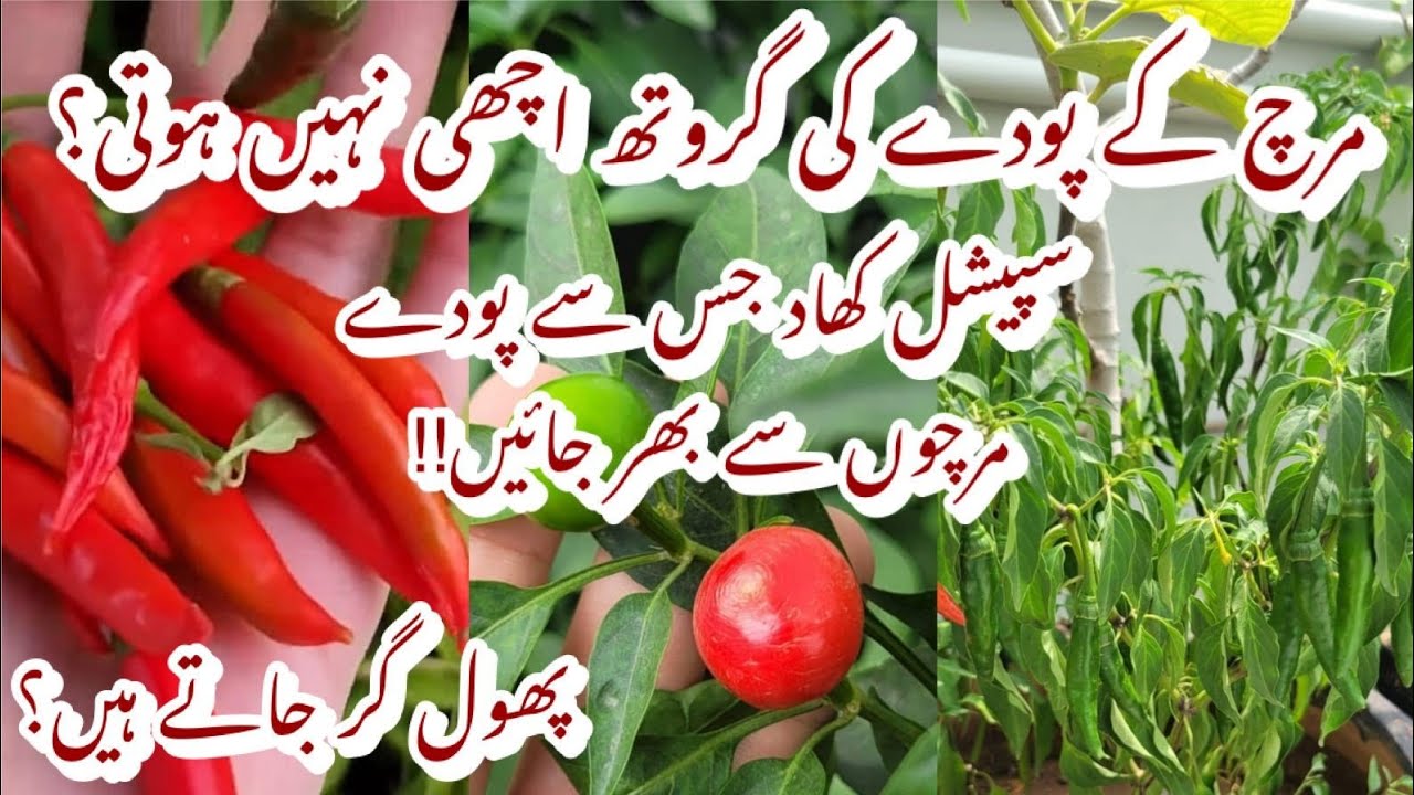 Cheap Organic Liquid Pesticide & Fertiliser for Chilli Plant | Mirch k Pode k Liye Special Khad