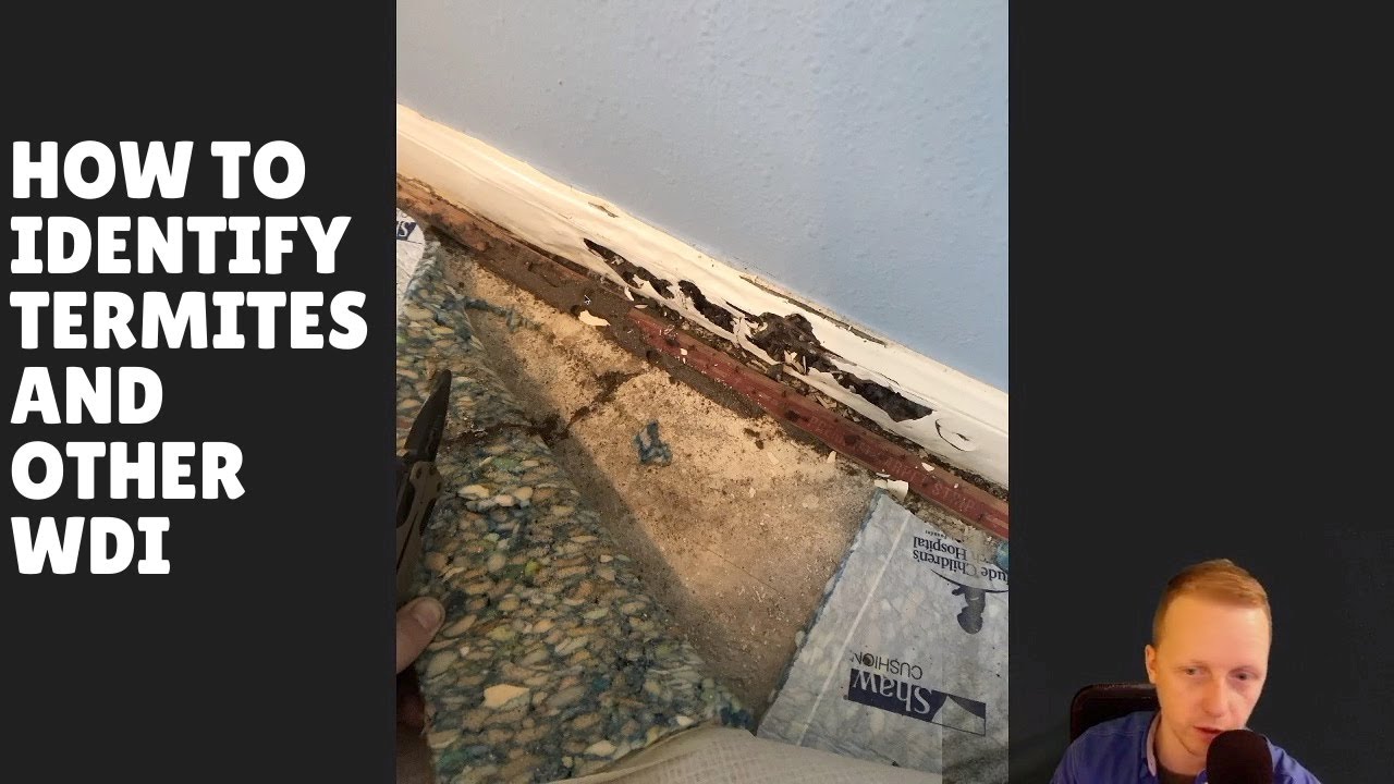 How to identify termites and other wood destroying insects - The Houston Home Inspector