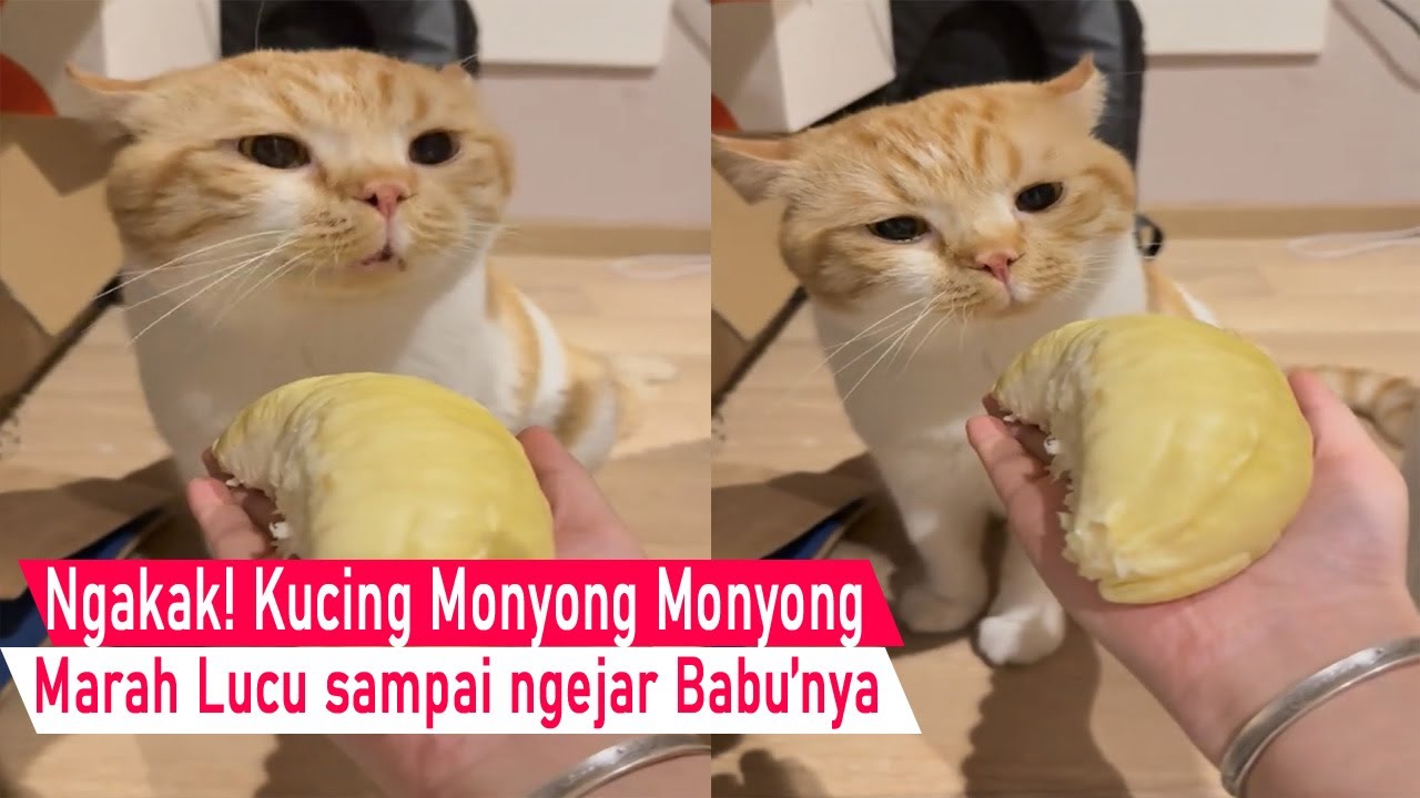 Konyol Bikin Ngakak/tida suka Aroma Durian kucing sampai Monyong Marah Marah Lucu/Video Kompilasi