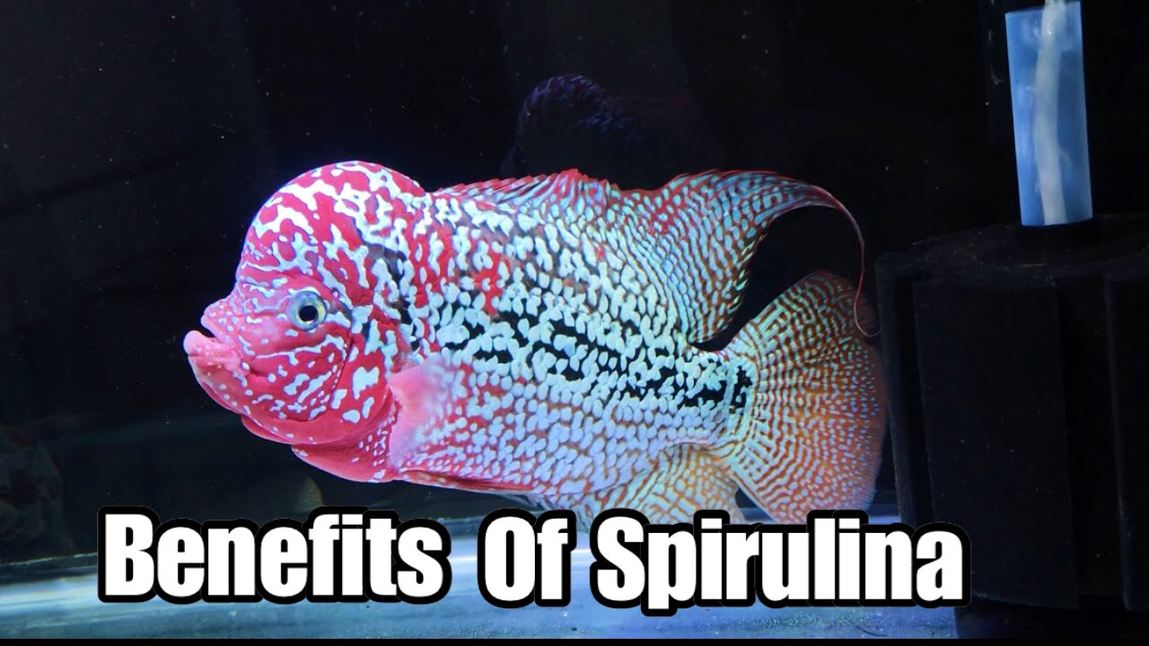Benefits of Spirulina to Flowerhorn