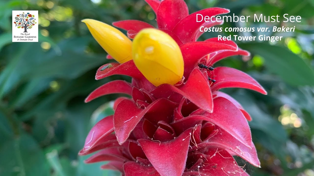 Costus comosus var. bakeri (Red Tower Ginger) - December Must See