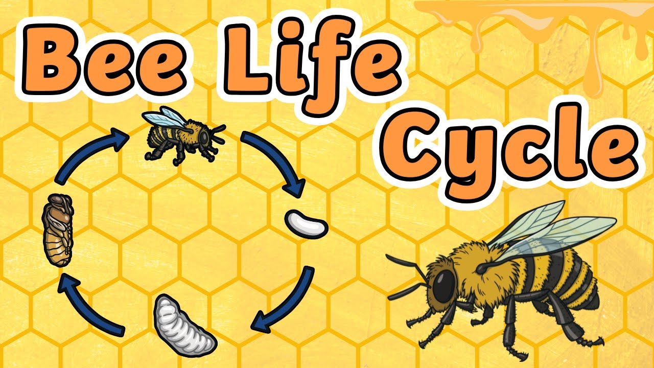 Bee Life Cycle Explained | Life Cycle of Bees | Science for Kids!