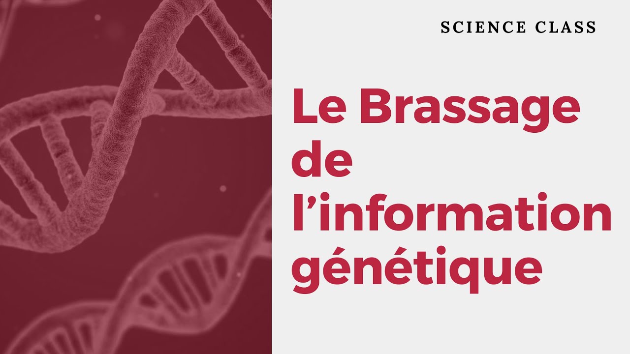 Le Brassage de L&lsquo;information G&eacute;n&eacute;tique