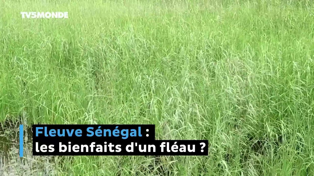 Fleuve Sénégal : les bienfaits d'un fléau ?