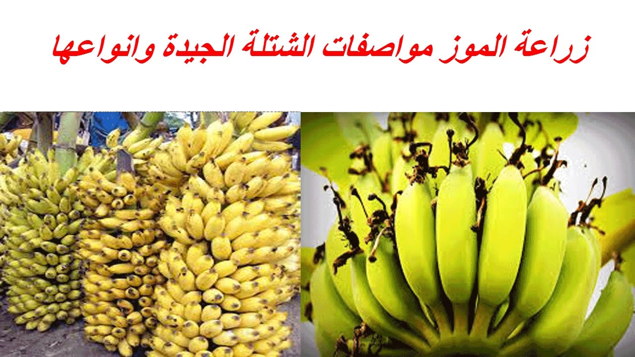 زراعة الموز مواصفات الشتلة الجيدة وانواعها