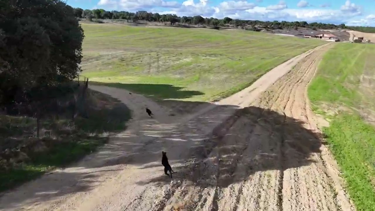 Liebres del Campo Deportivo 