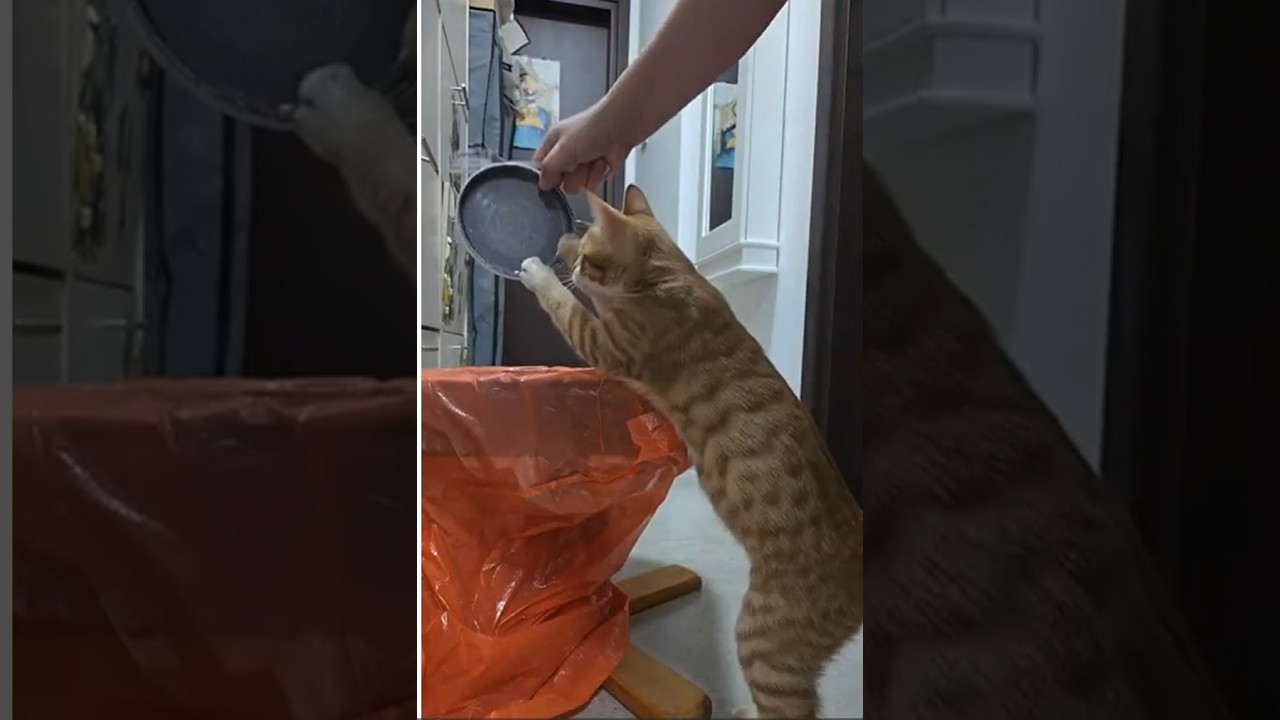Hungry kitten Cheddar. Let's feed him together.