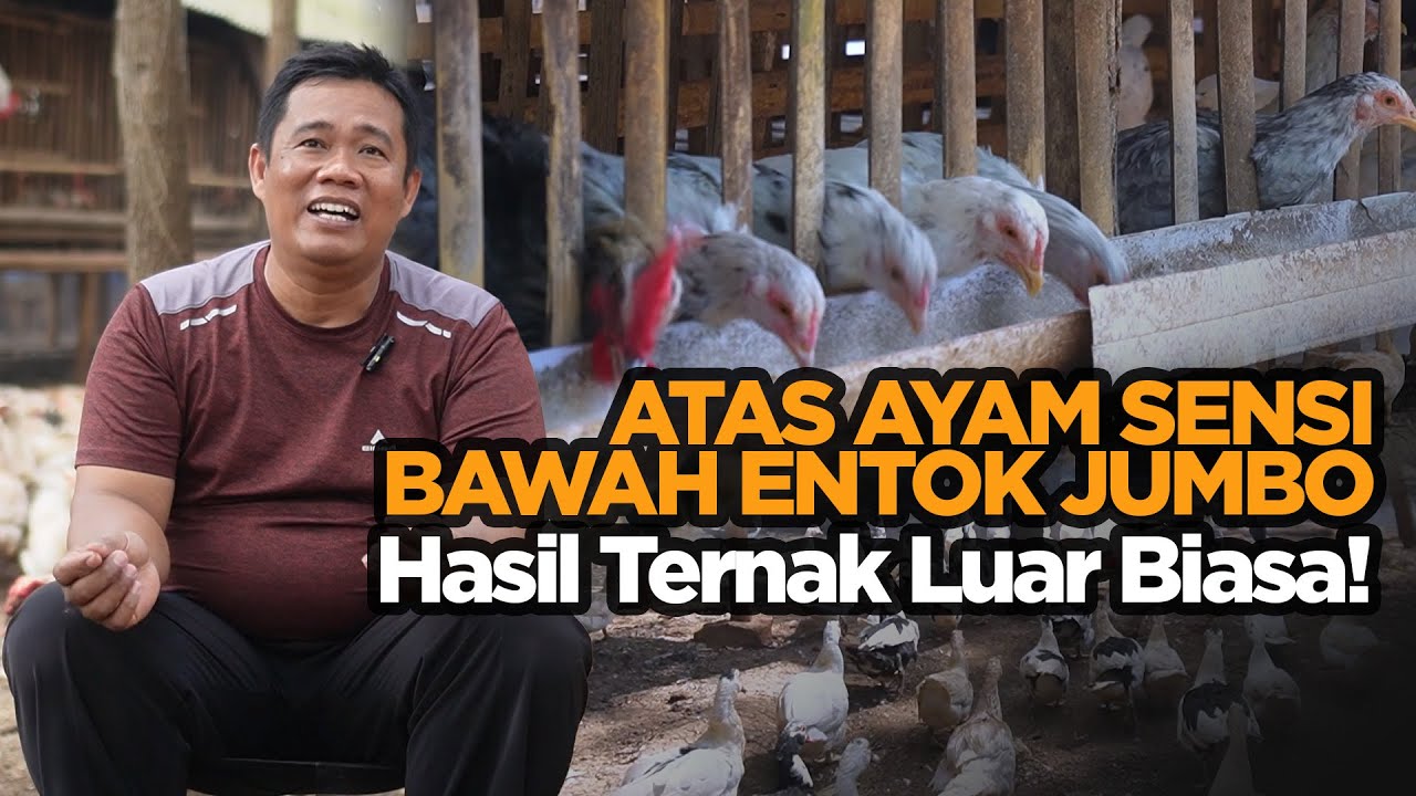 Osman Farm Gunung Kidul: Inspirasi Ternak Ayam & Entok yang Menguntungkan