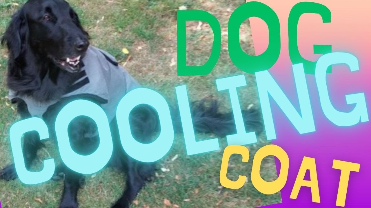 Dog Cooling Coat | Pet Devotion