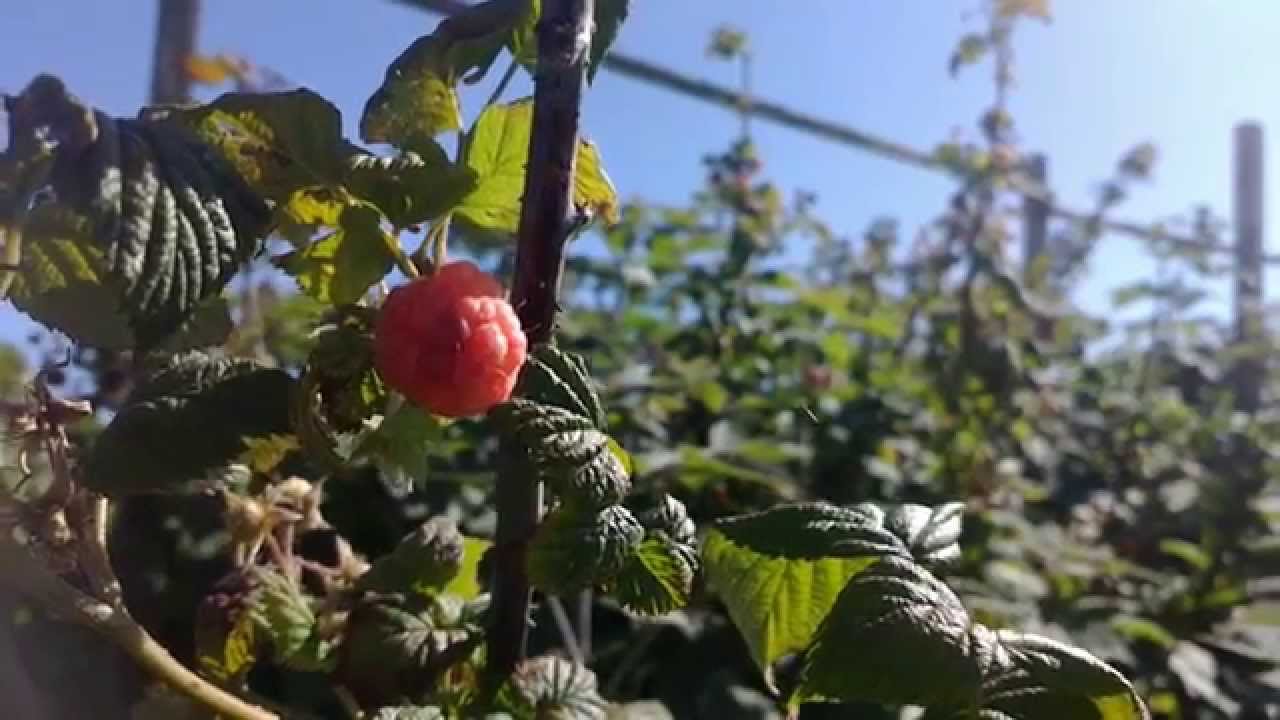 Nokia N9 - Video Example