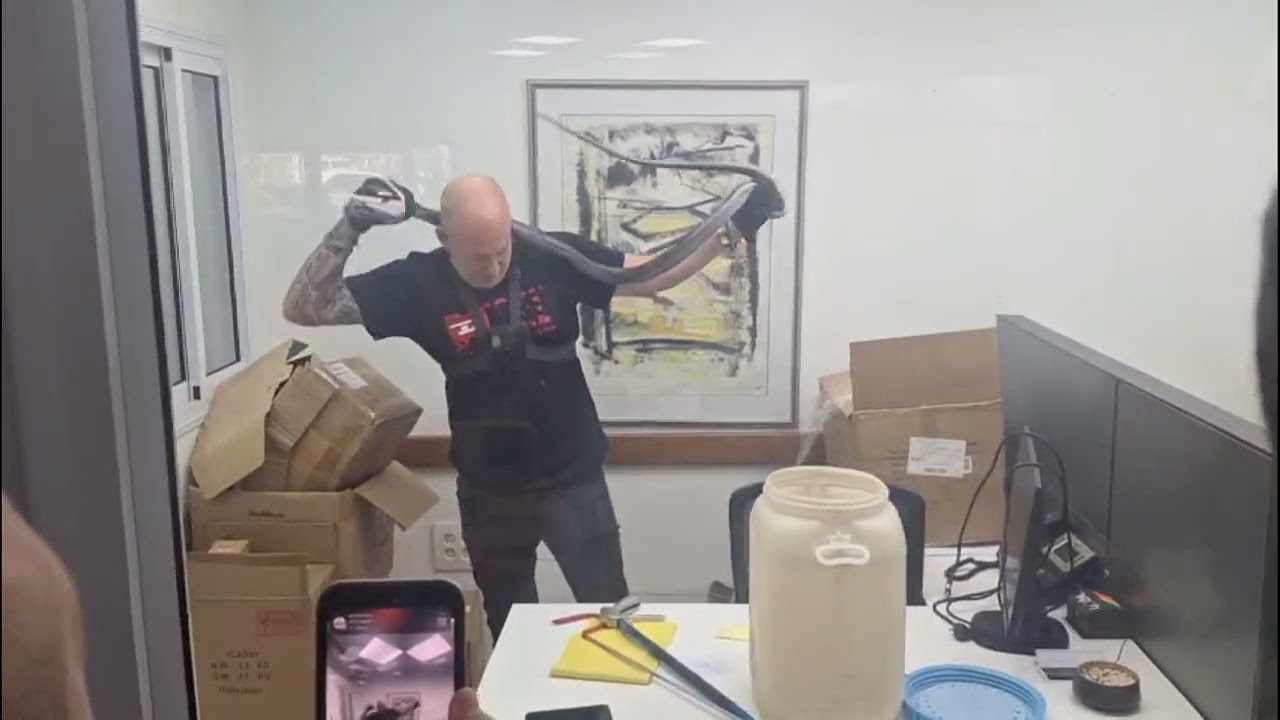 לכידת זעמן שחור בוגר וגדול