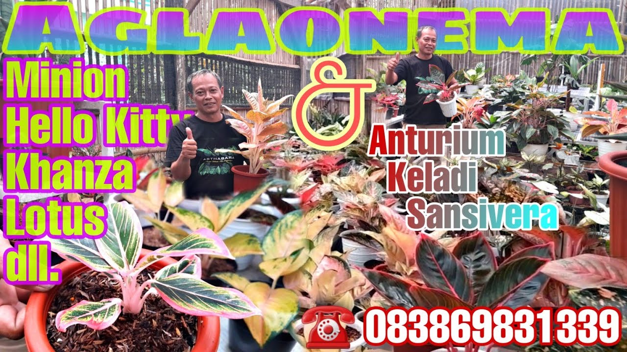 ☎️ 83869831339 Review Harga Aglaonema & Keladi Om Hanum Banjarnegara | 🔴 Live Firdaus Nursery