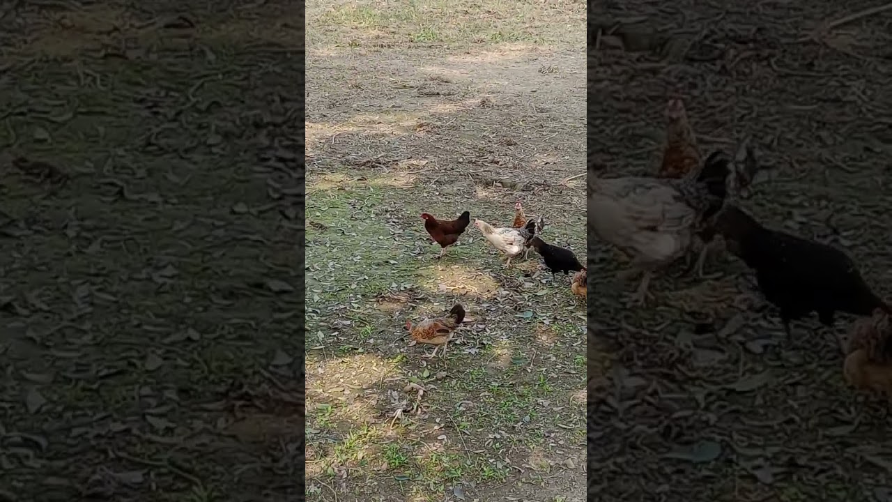 দেশি মুরগি পালনের সঠিক নিয়ম | Video official|#farming 